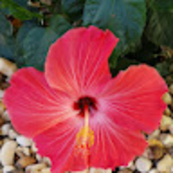 shirleysanch502